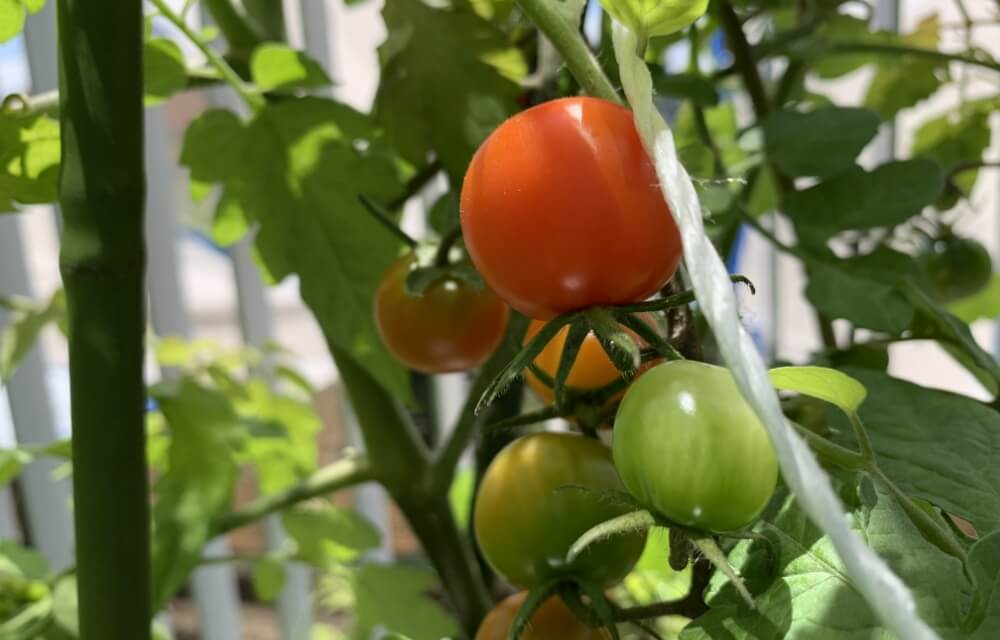 写真：栽培中のトマト