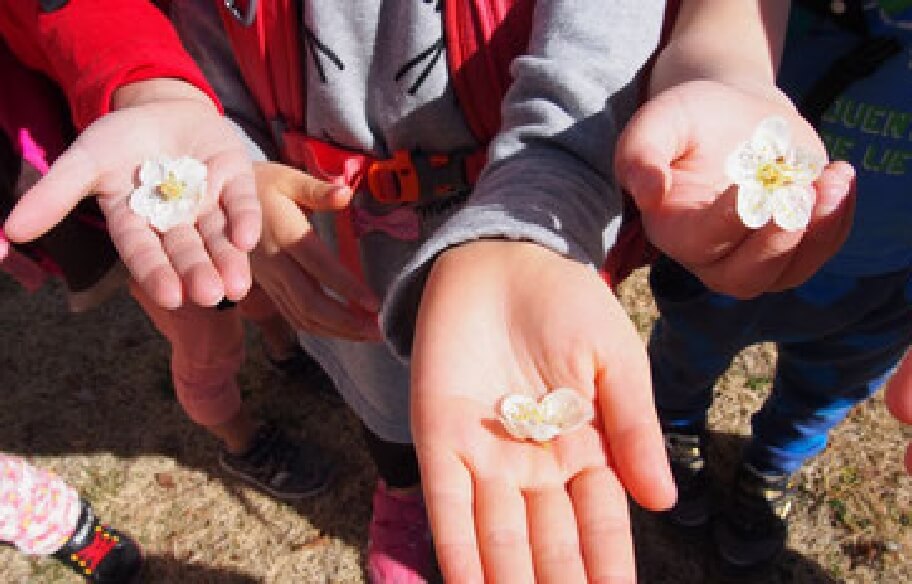 写真：子どもたちが自分たちで見つけてきた花びらを手のひらに乗せて見せ合う様子