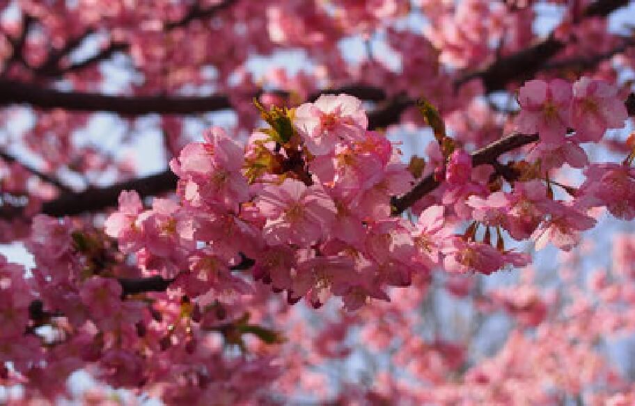 写真：満開に咲いた桜の花びらのアップ